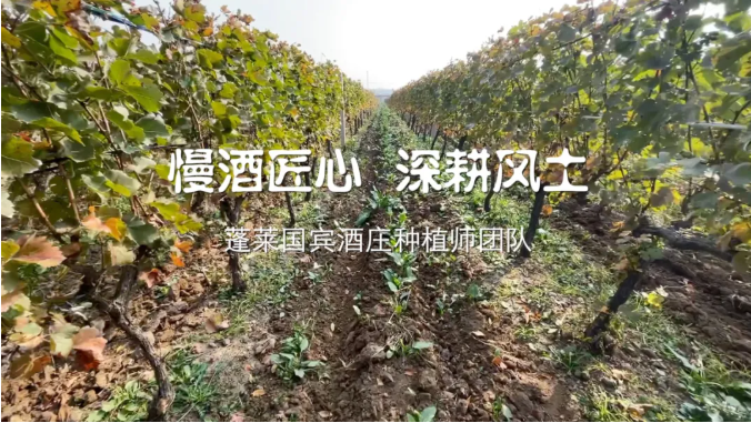 烟台广播电视台：走进盛唐，探秘2021中国酿酒葡萄优秀种植师团队